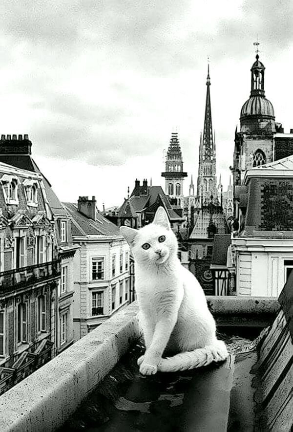 Белая кошка на высокой крыше