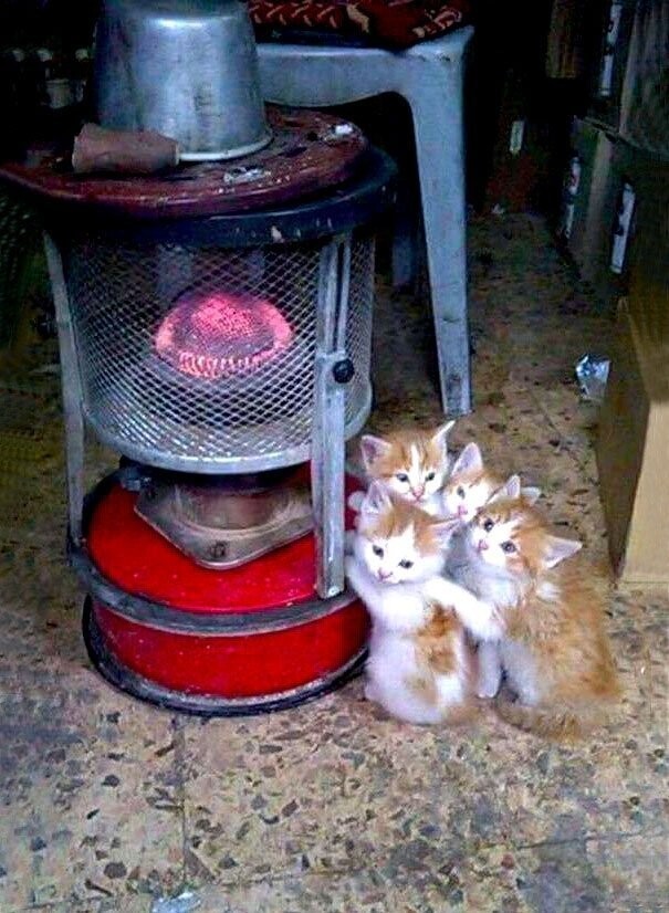 Кошки, которые ждут тепла больше, чем кто-либо