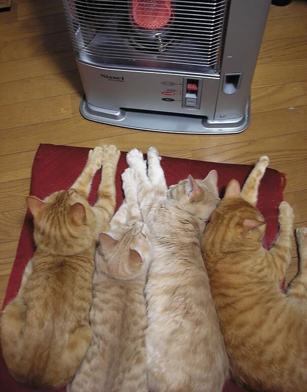 Кошки, которые ждут тепла больше, чем кто-либо