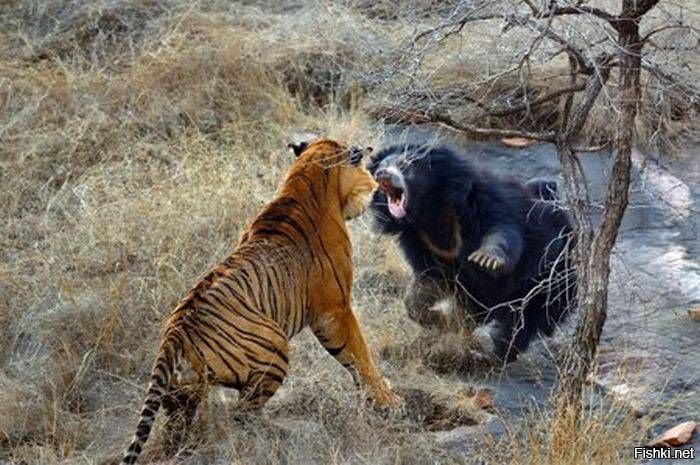 Медведица прогнала тигра