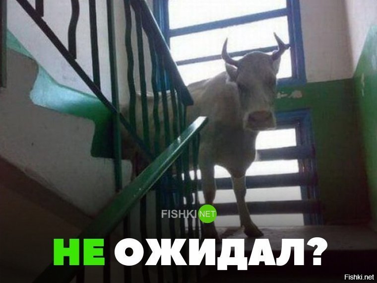 Не ожидал?