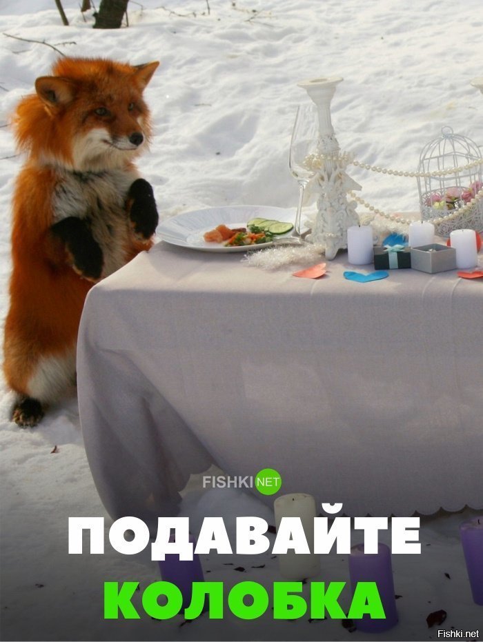 Подавайте колобка