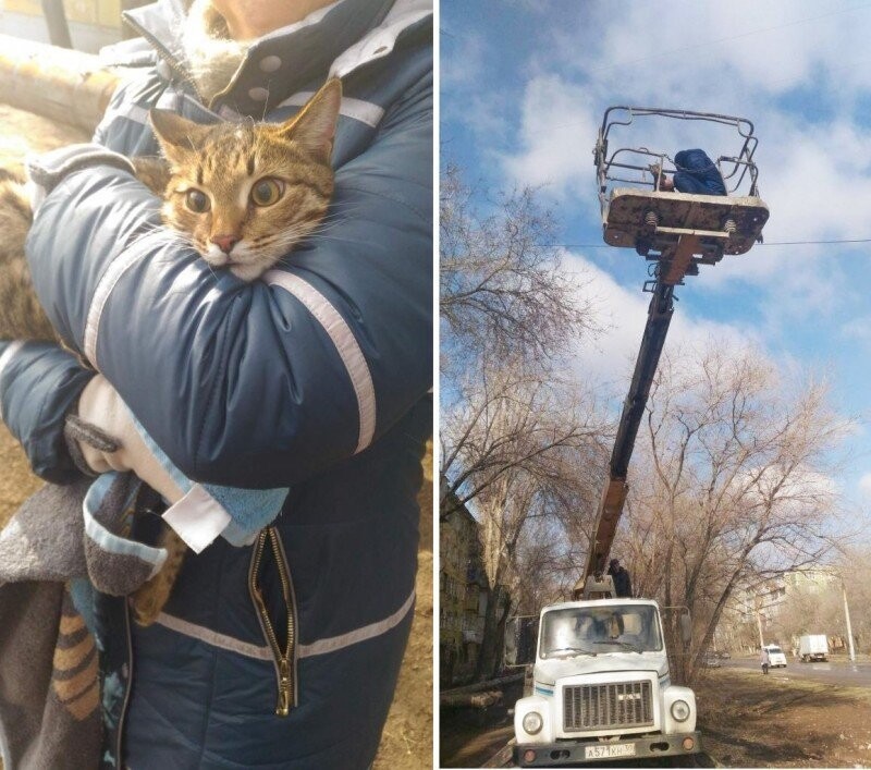 В Астрахани всем миром спасли кота, просидевшего неделю на дереве
