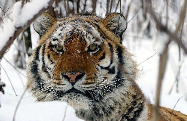 Амурский тигр убил подругу на глазах у посетителей зоопарка