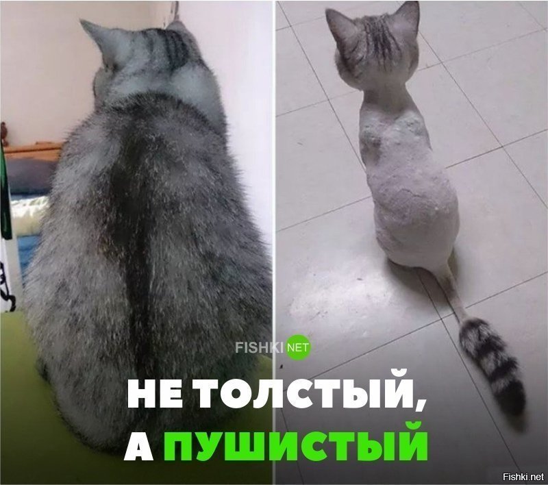 Не толстый, а пушистый