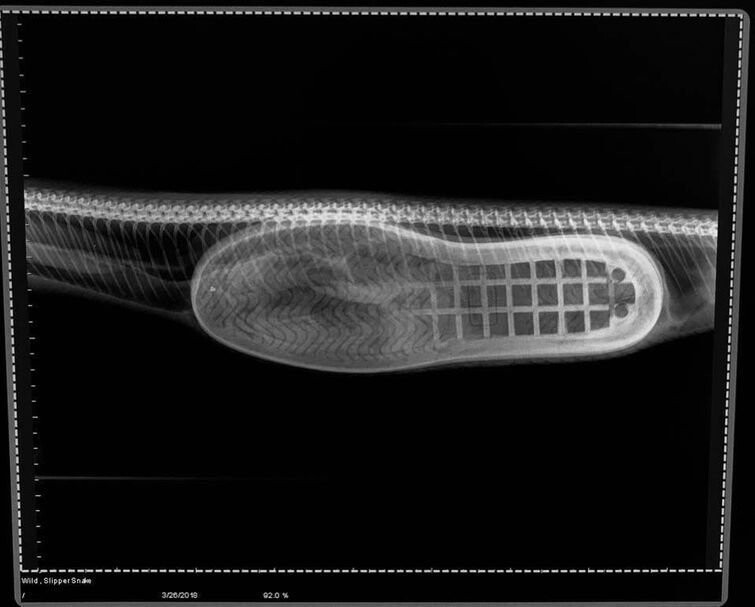Змея была доставлена в ветеринарную клинику HerpVet, где ей сделали рентген, на котором отчётливо видна подошва тапка