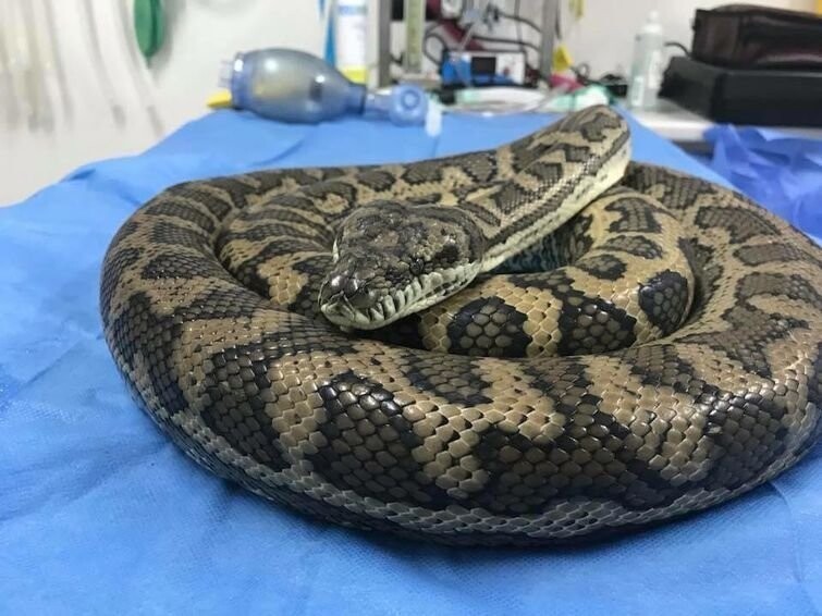 Змея после операции