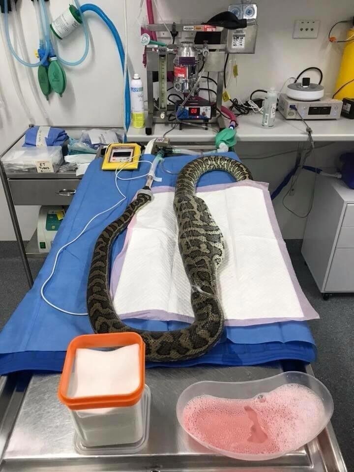 Чтобы спасти змею, ей пришлось сделать операцию