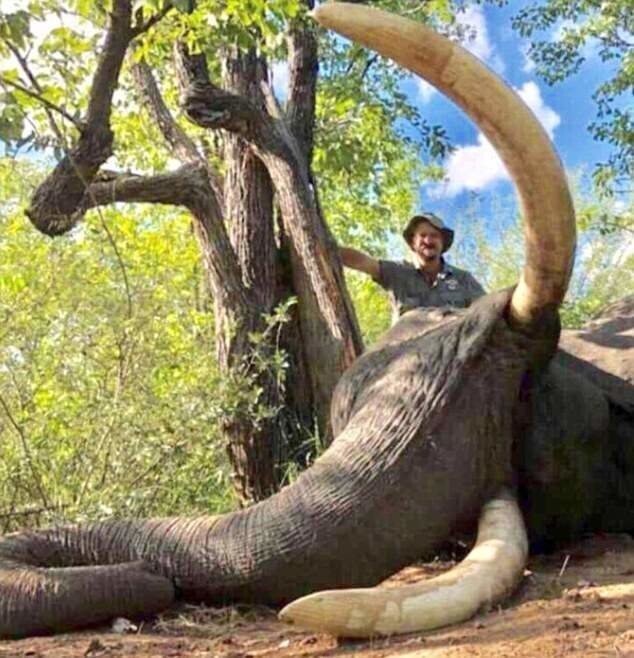Российский охотник убил слона-гиганта, помешав ученым-исследователям