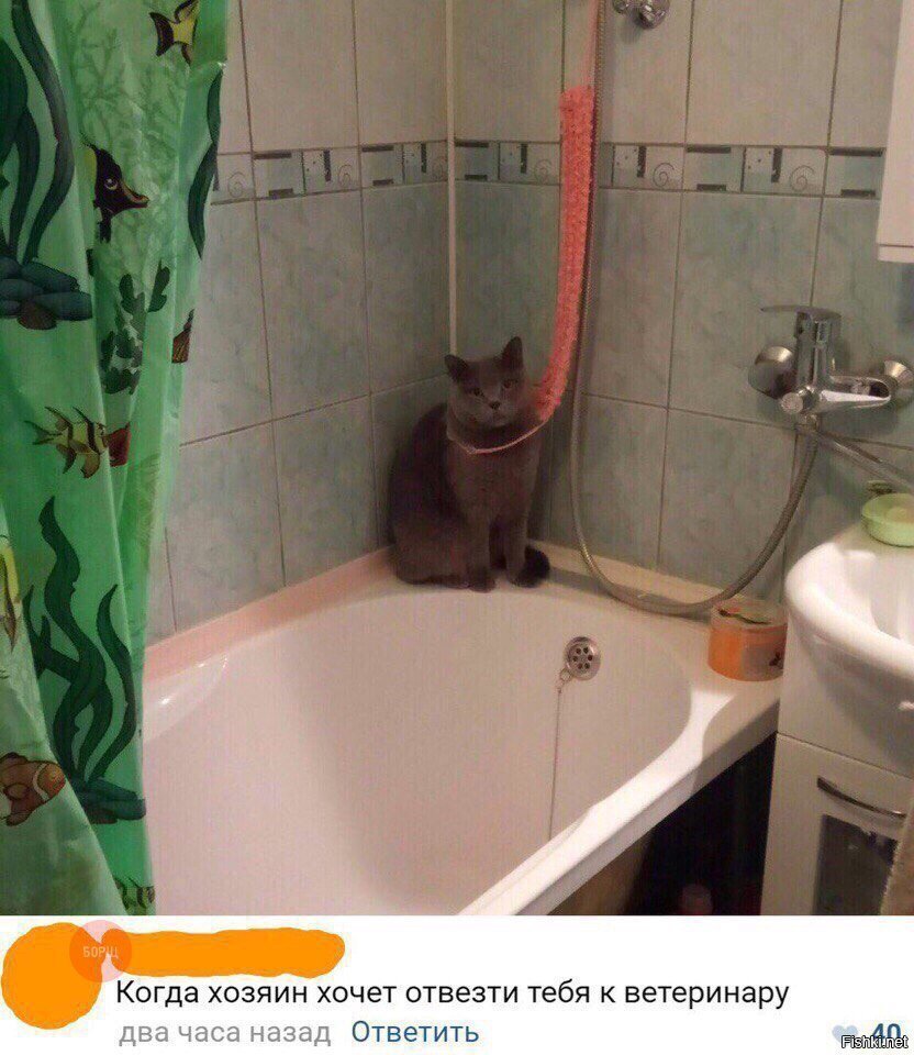 Бедный котя