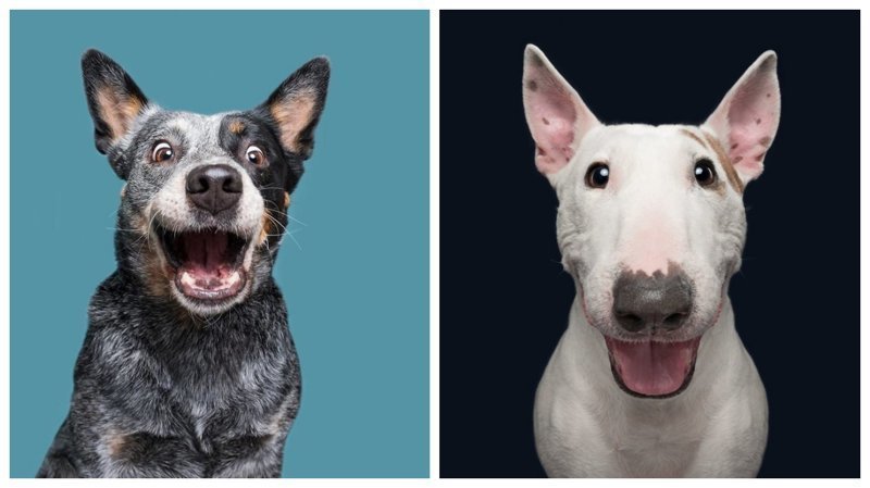 Собачий характер: замечательные портреты собак от Эльке Фогельзанг