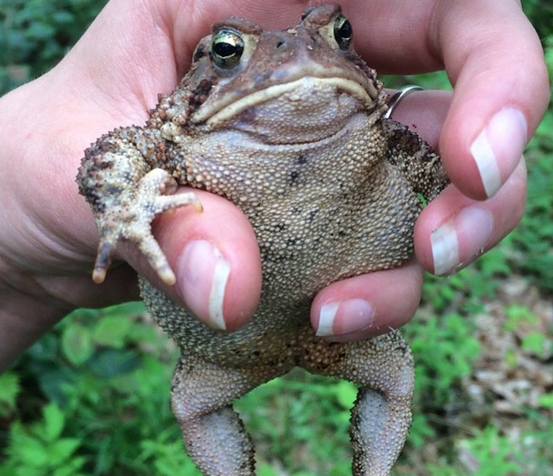 11. Эта злая жаба, потому что ее обозвали лягушкой. Или наоборот