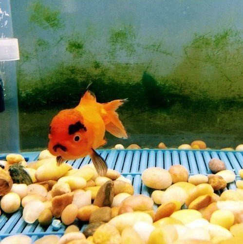 6. Эта золотая рыбка, которая не разделяет твое мнение о наполовину полном стакане