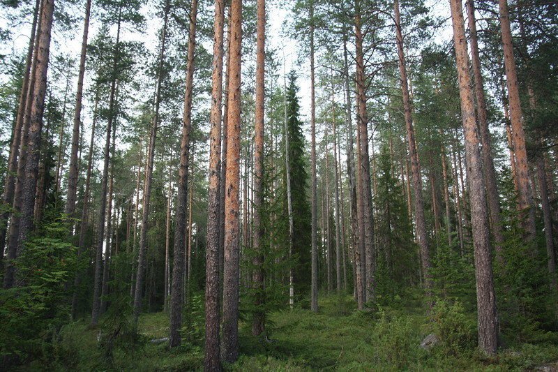 Глубокая Карелия: Костомукша