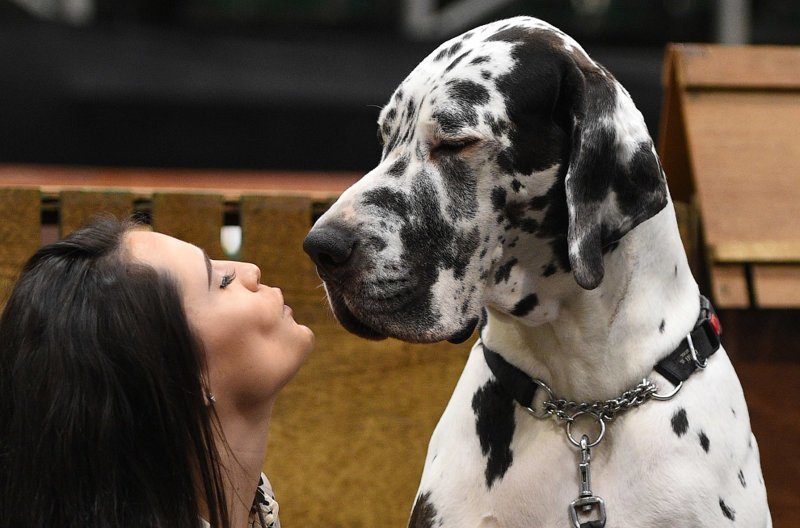 Crufts Dog Show 2018: крупнейшая в Европе выставка собак