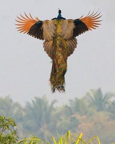 Красота птичьего полета