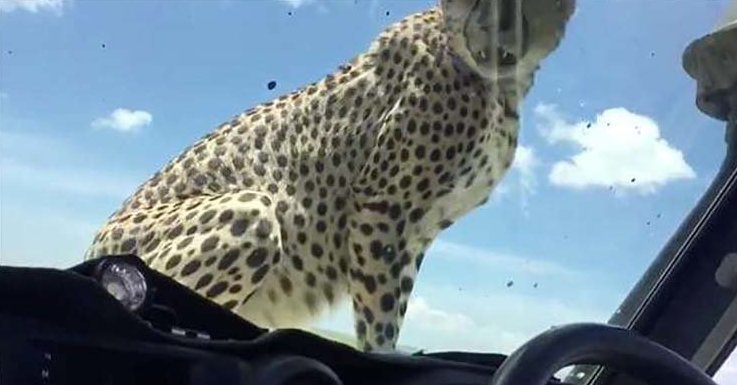 Турист проявил нехилое самообладание, когда в его джип заскочил взрослый гепард