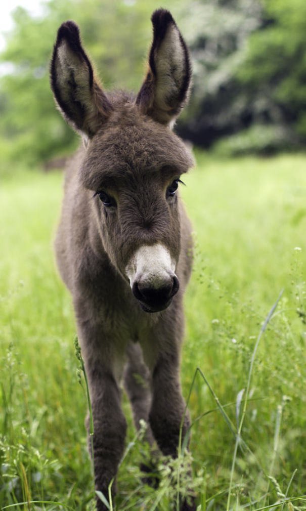 25 очаровательных маленьких осликов, которые сделают ваш день