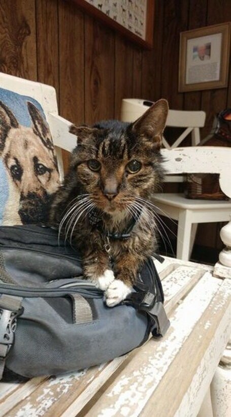 Пятнадцатилетний тощий кот из приюта нашел хозяев, которых он ждал всю свою жизнь