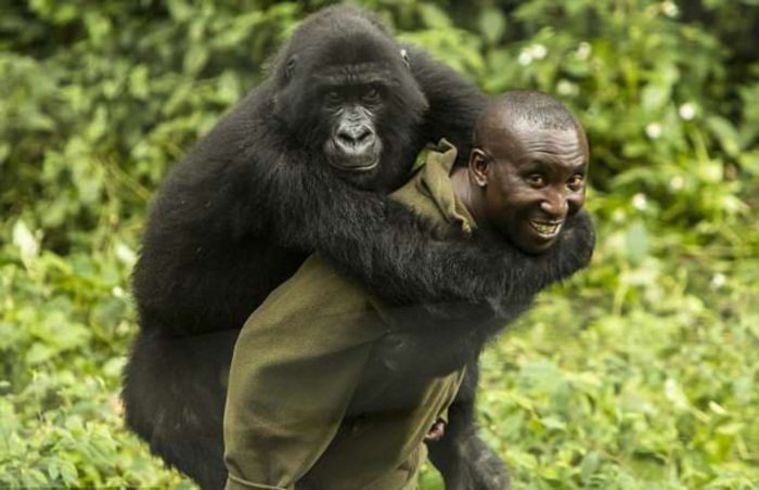 Две дикие гориллы влюбились в своего смотрителя