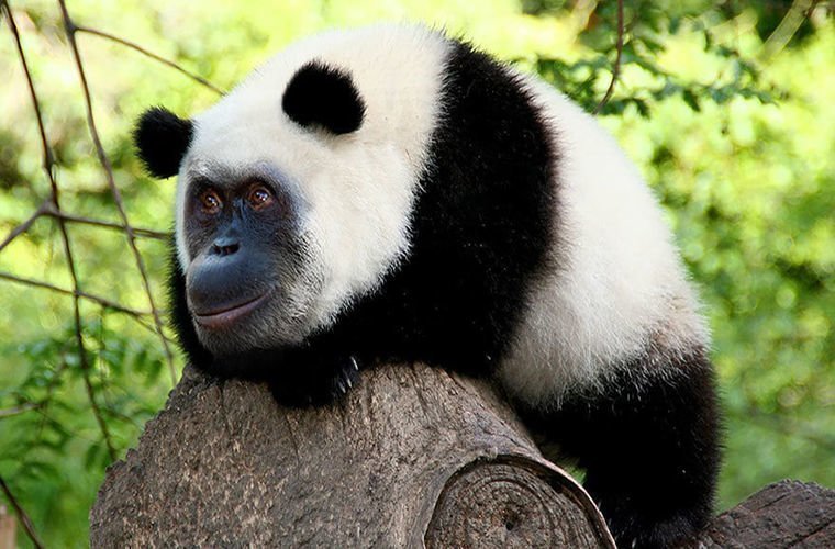 Ученым удалось скрестить орангутанга с пандой