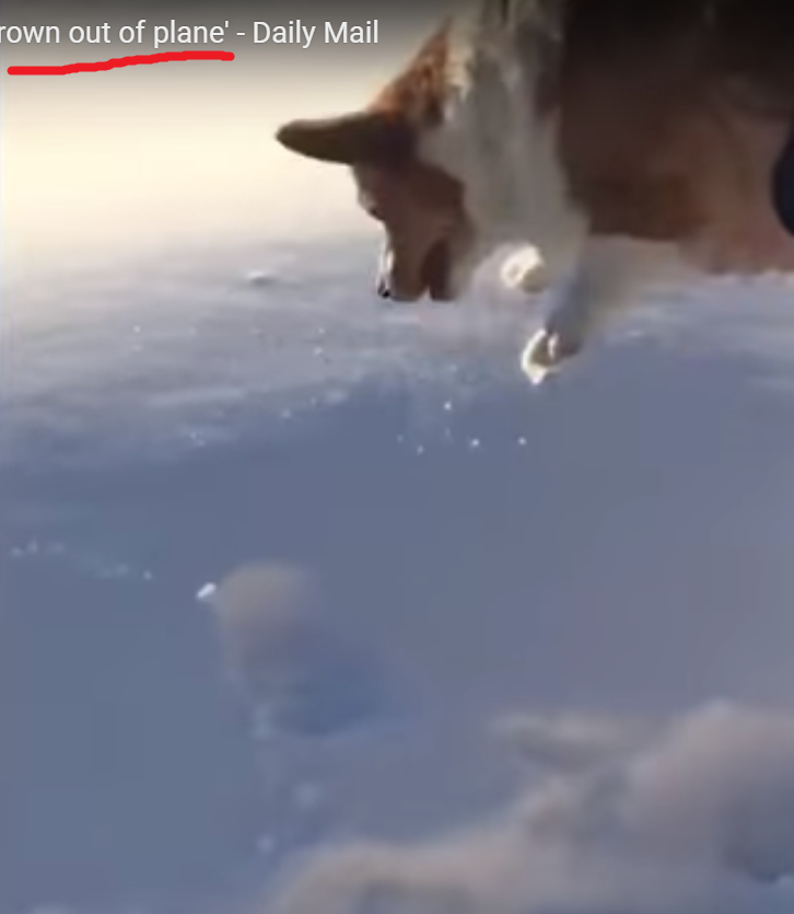 Отчаянный прыжок собаки без парашюта