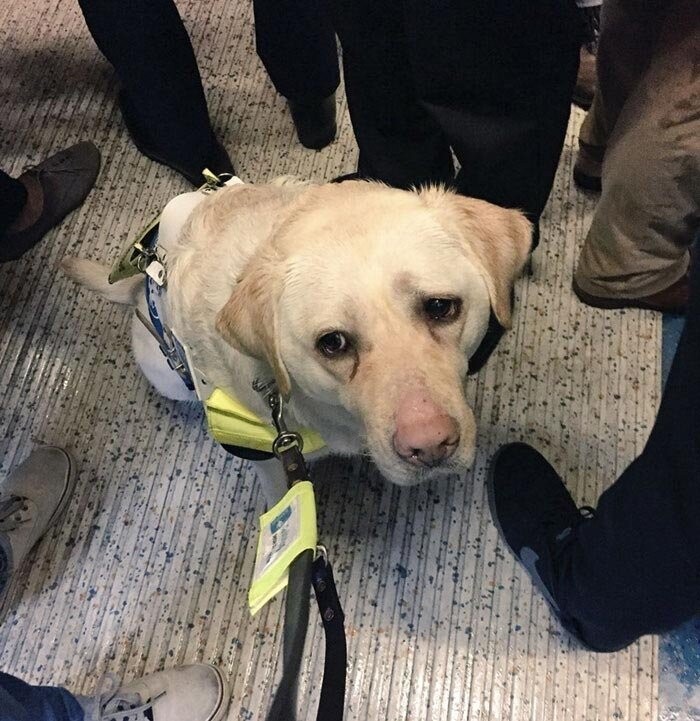 Знакомьтесь, это Кика, собака-поводырь Амита Патела, и она часто бывает очень расстроена даже до того, как они успевают зайти в поезд