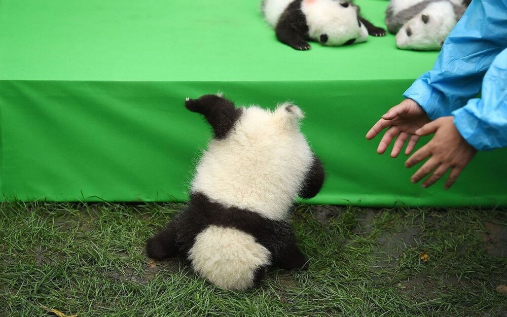 Питомник панд в Китае