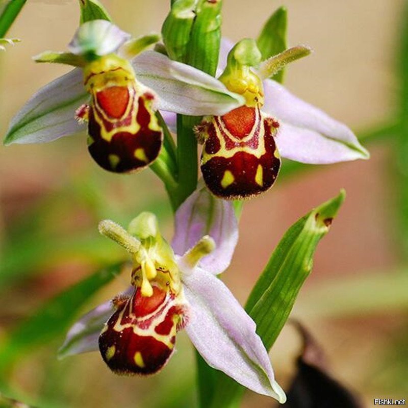Орхидея "смеющийся шмель"(Ophrys bomybliflora)