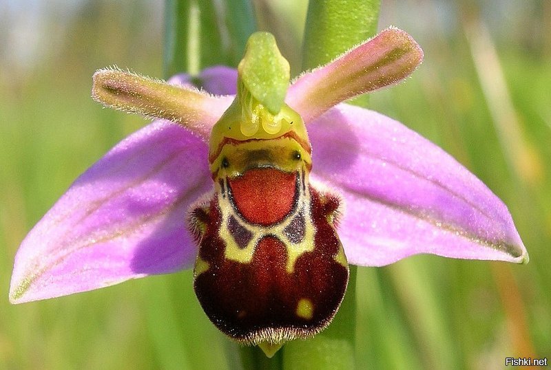Орхидея "смеющийся шмель"(Ophrys bomybliflora)