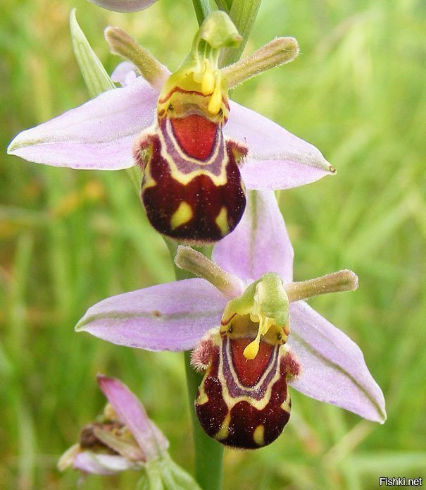 Орхидея "смеющийся шмель"(Ophrys bomybliflora)