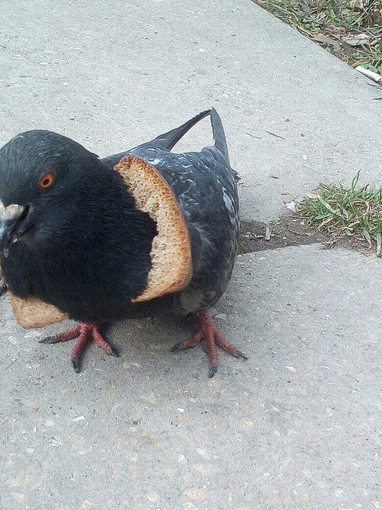 Судя по фото, голуби предпочитают хлебные корки