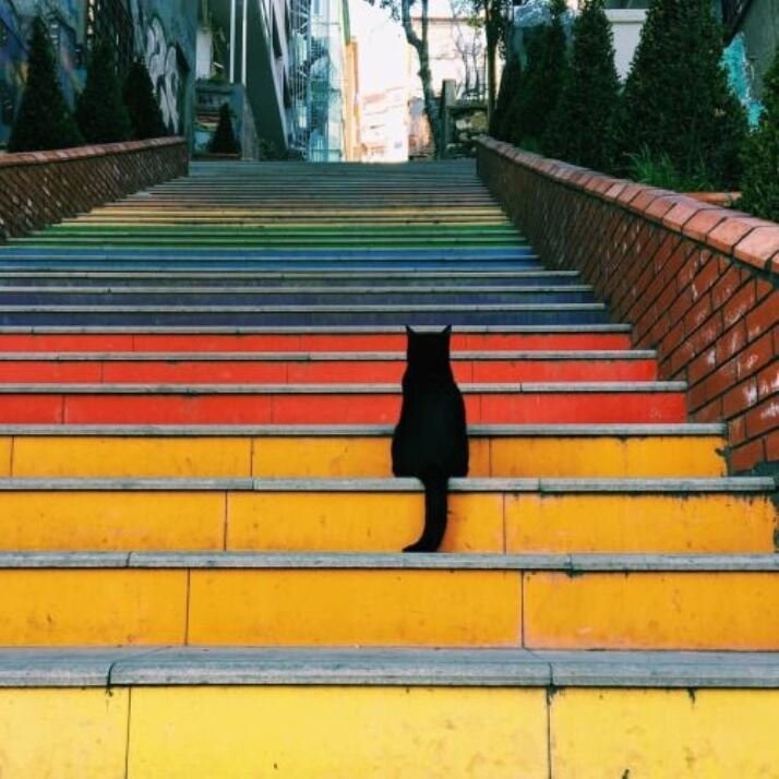 Черный кот на радуге