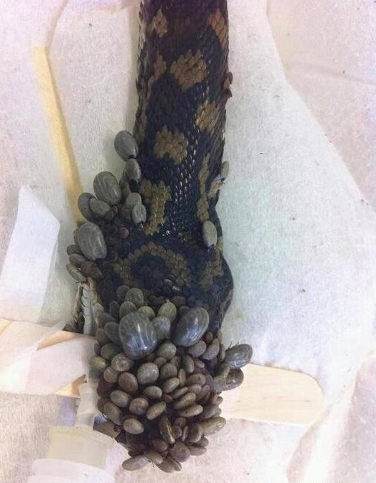 Had byl kousnut klíšťaty