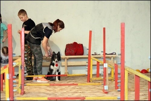 В штат красноярской школы приняли 40 собак