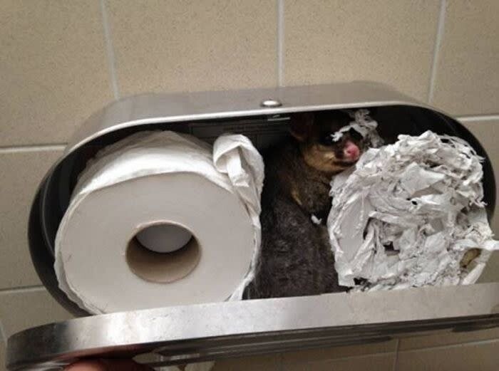 3. Неожиданный гость в держателе для туалетной бумаги