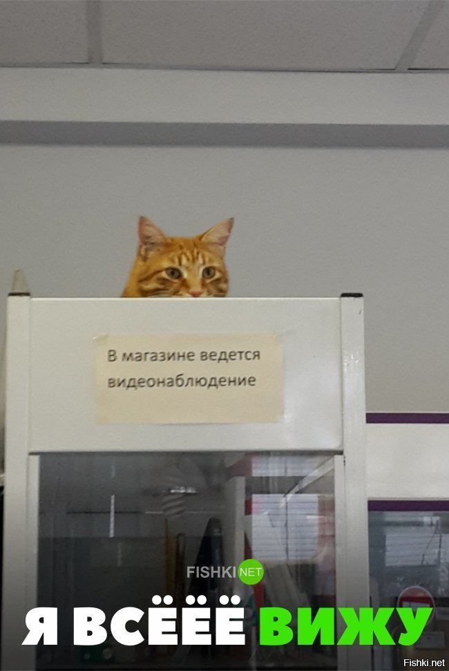 Я всё вижу