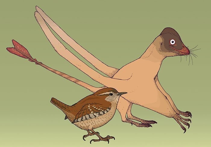 Еще один вид длиннохвостого птерозавра - Qinglongopterus, в сравнении с крапивником