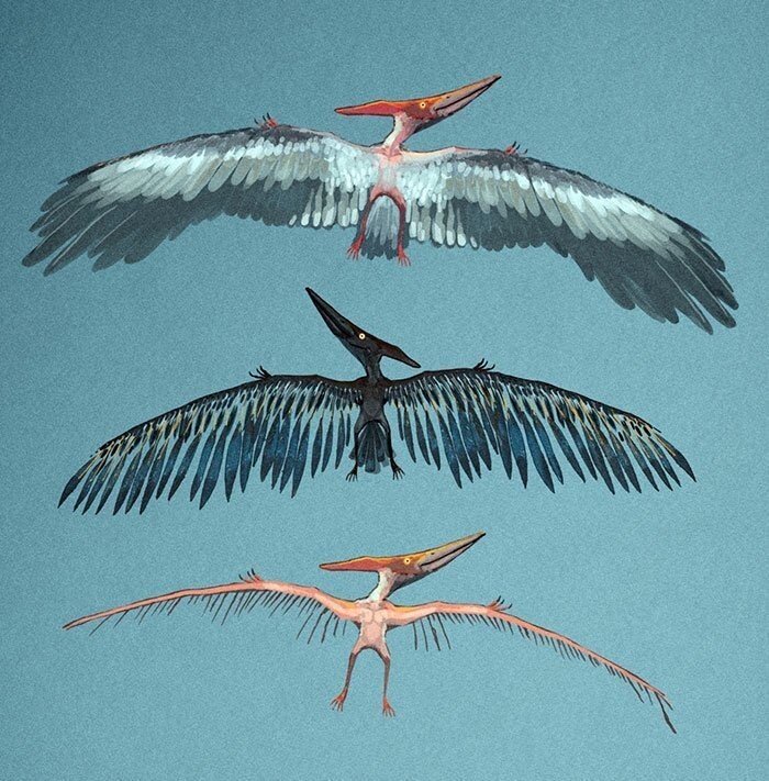 Птерозавр с перьями, похожими на перья птиц