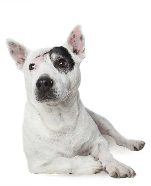 Трогательные фотографии, раскрывающие "совершенные несовершенства" спасенных собак