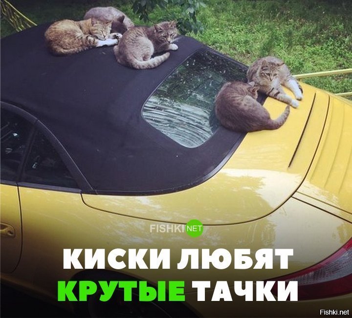 Киски любят крутые тачки