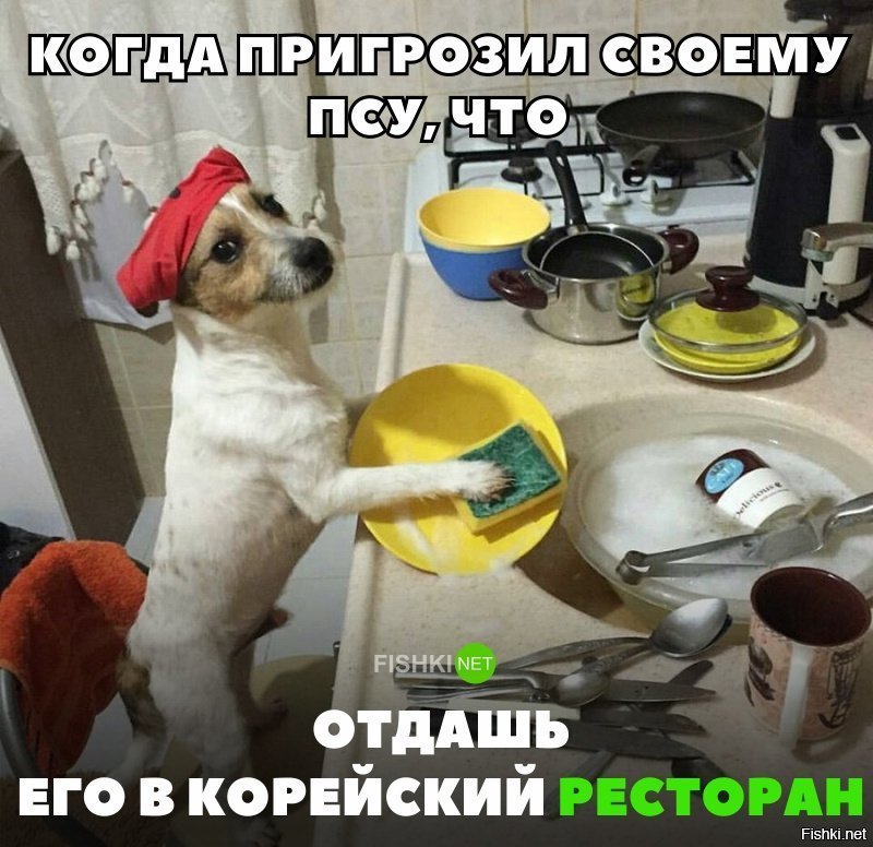 Напугали пса