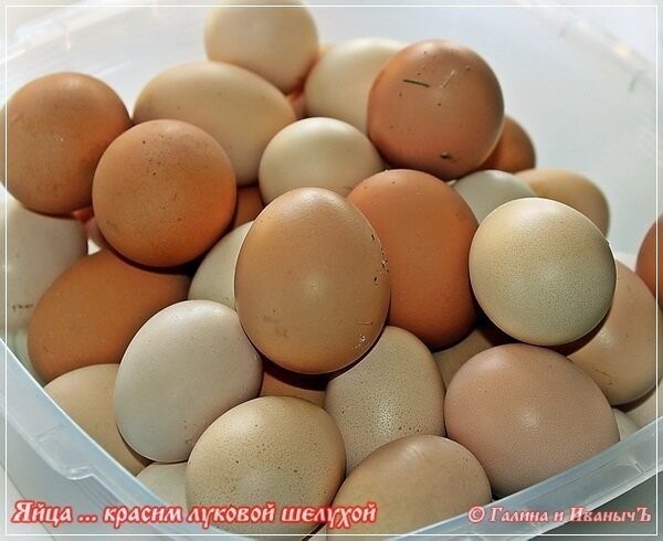 Яйца … красим к Пасхе луковой шелухой
