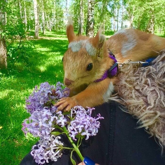 Как выходить и завести себе ручную белочку: опыт сибирской мамы