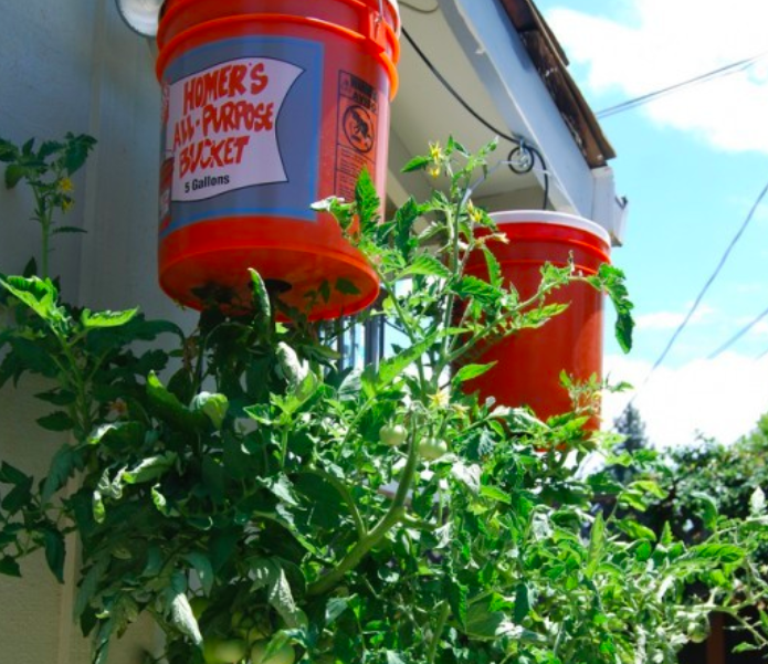 Дачникам на заметку: удивительный и простой способ выращивать помидоры на балконе