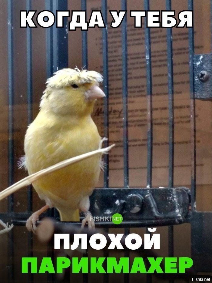 Плохой парикмахер