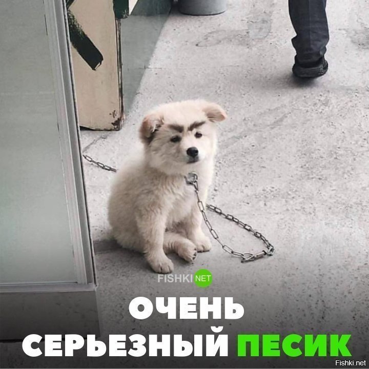 Очень серьёзный пёсик