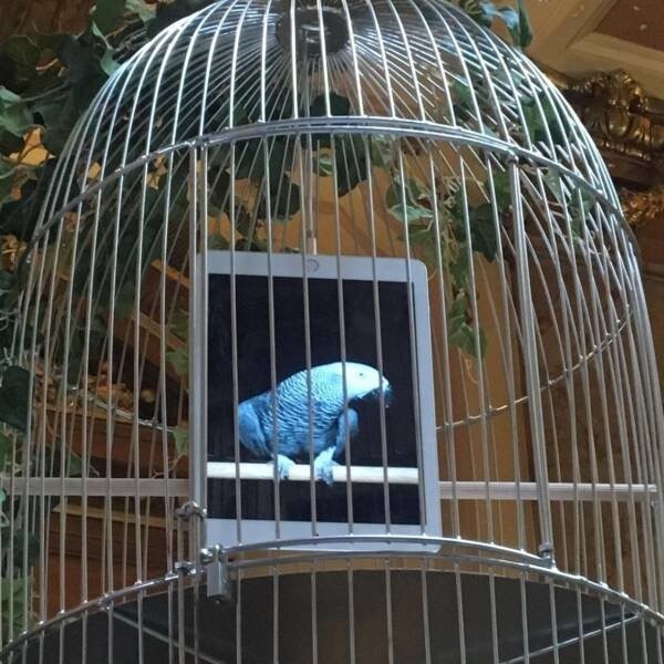 Птичка в клетке
