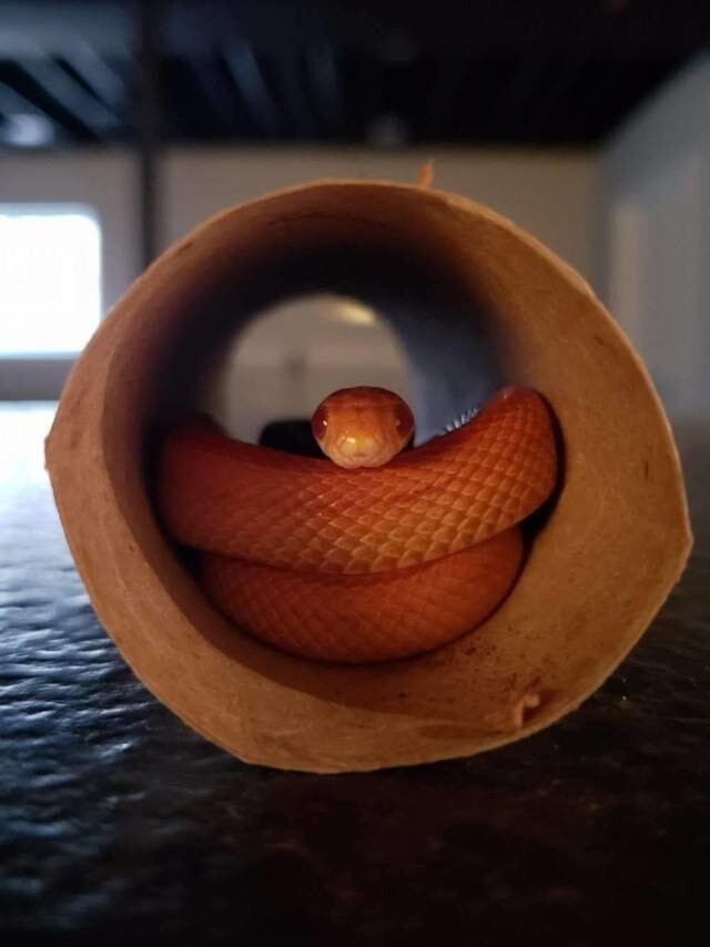 Змея в туалетном рулоне