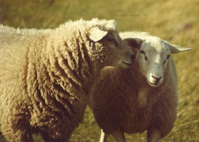Английские фабрикаты и их спор про овец и сюртук